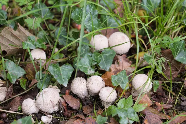 Ballyaar wood