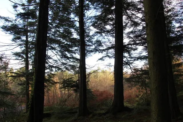 a forest with trees
