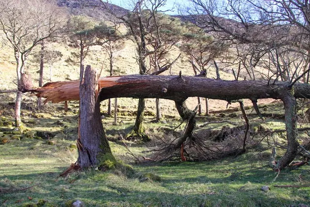 a tree that has been cut