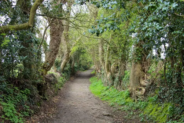 a dirt path through a forest