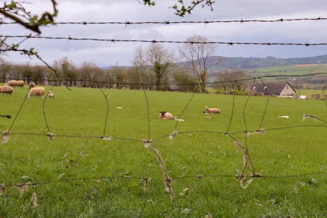 a group of sheep in a field