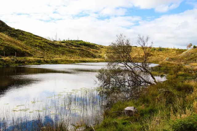 a tree in a lake