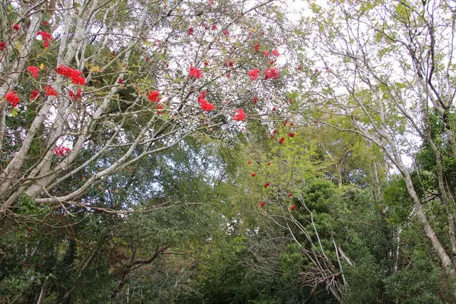 Ballyaar wood