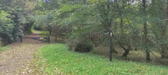 a path through a forest
