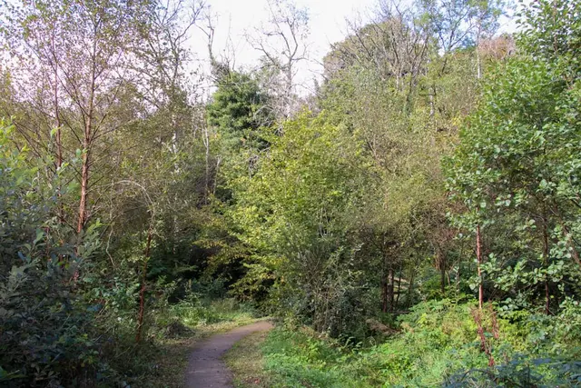 Ballyaar wood