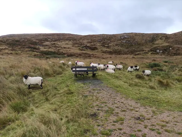 Ards Firary