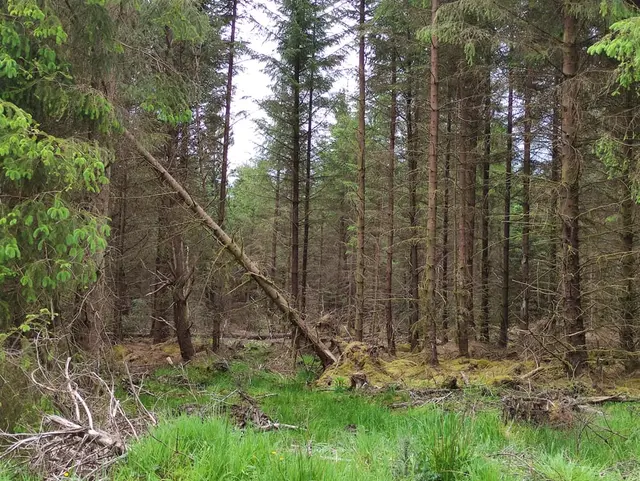 Corrovaddy Wood