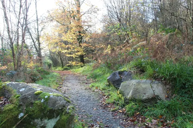 a path through a forest