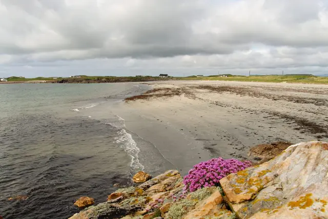 a beach with rocks and a flower