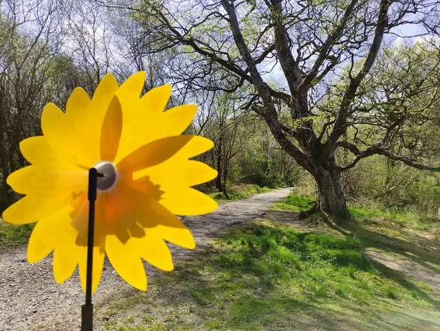 a yellow flower in a field