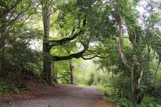 a dirt road in a forest