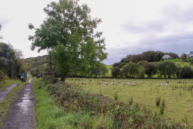 Colmcille Trail