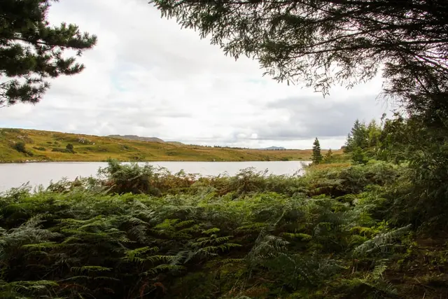 a lake surrounded by trees