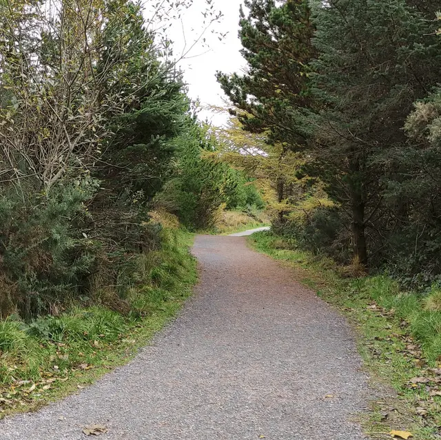 a road with trees on the side