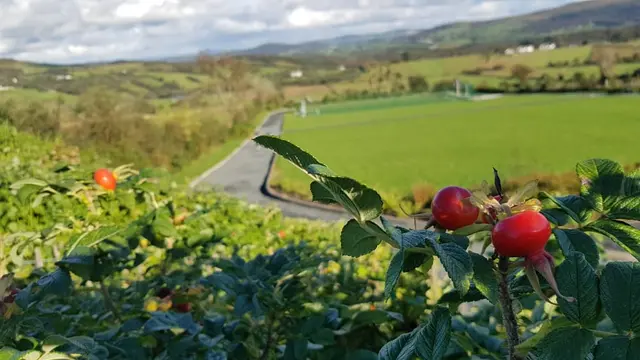 Rosehips at Churchill Community Park