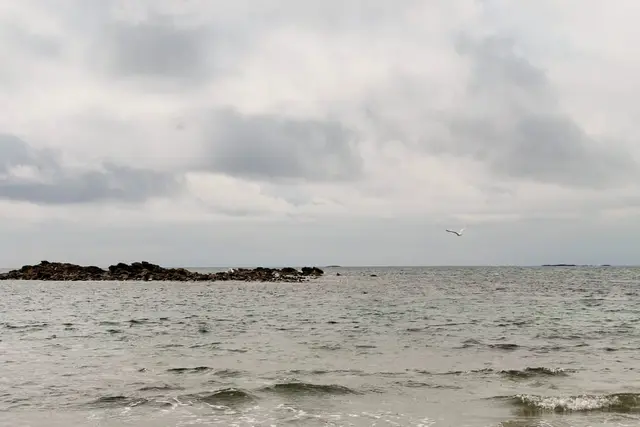a bird flying over a body of water