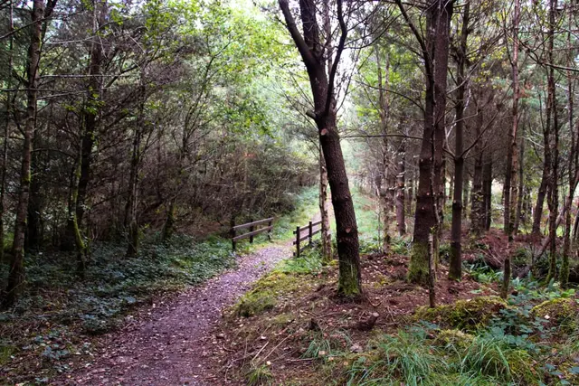 a path through a forest