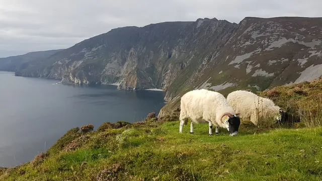 sheep grazing near Slieve League