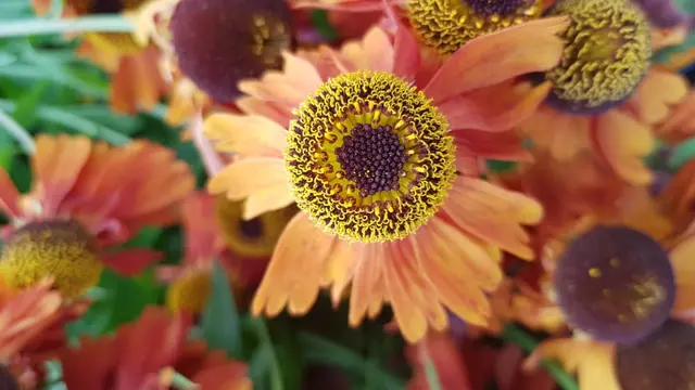 Ornamental garden flowers in Ballymacool park