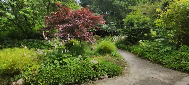 a path through a forest