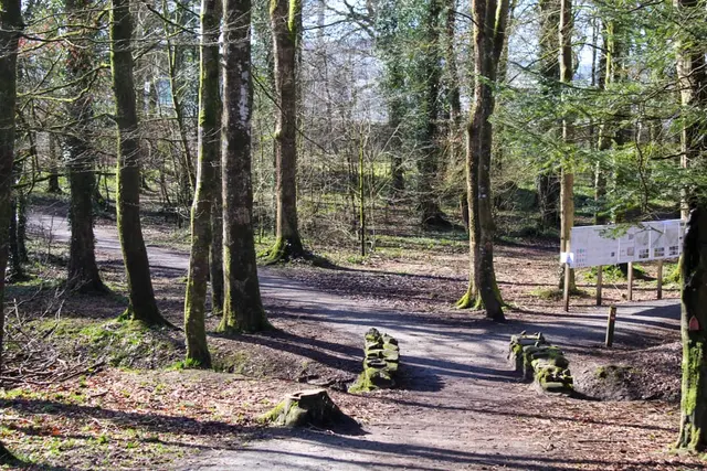 Drumboe woods