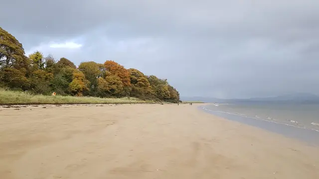 a sandy beach with trees on it