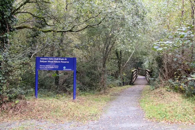 Ballyaar wood