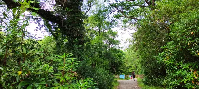 Ardnamona Woods