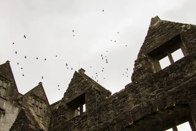 birds flying over a building