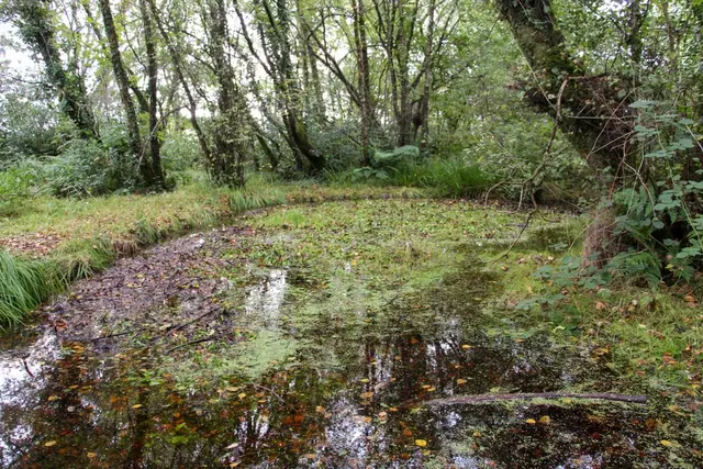 Ballyaar wood