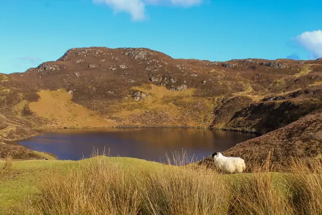 a sheep sits by a lake