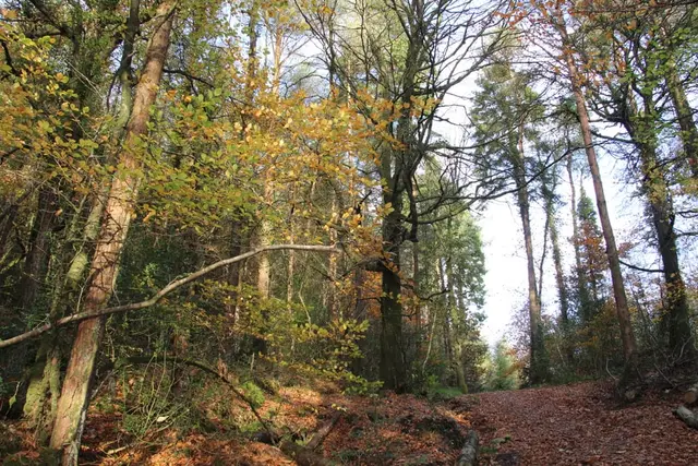 a path through a forest